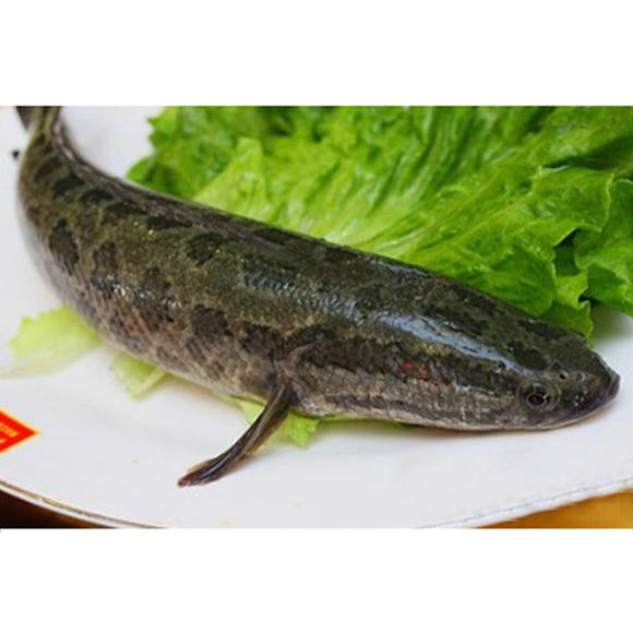 生魚是什么魚_魚生魚是什么魚_魚生魚是從嘴巴開始嗎