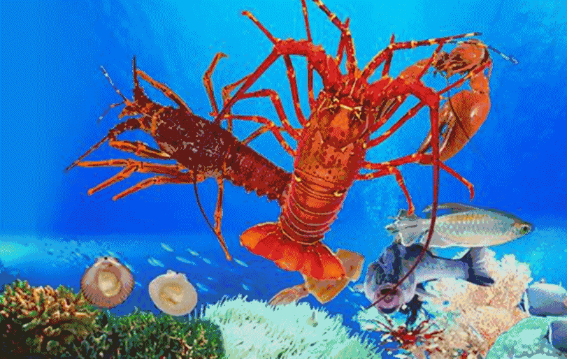 接吻魚吃小魚嗎_接吻魚吃啥_接吻魚吃什么