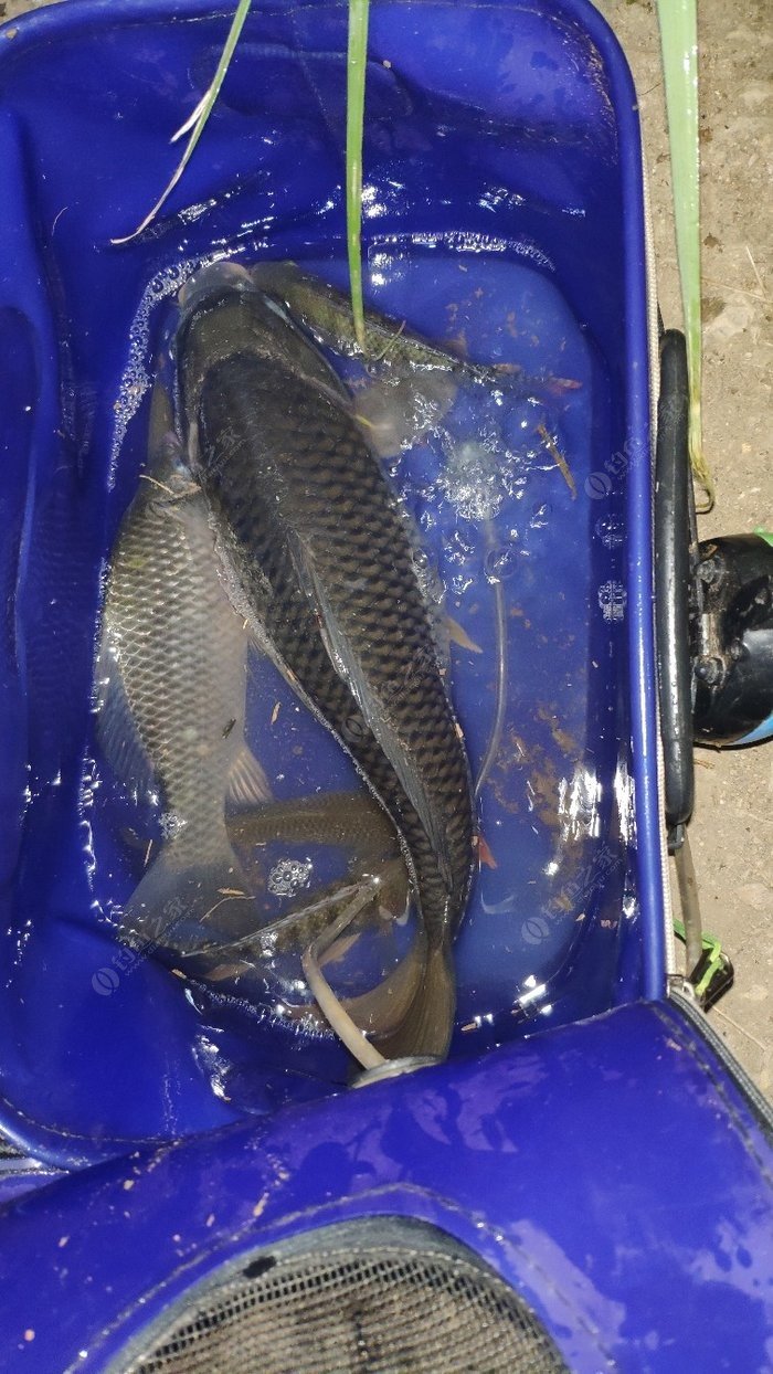 青魚餌料_餌料釣青魚_青魚餌料怎么調配