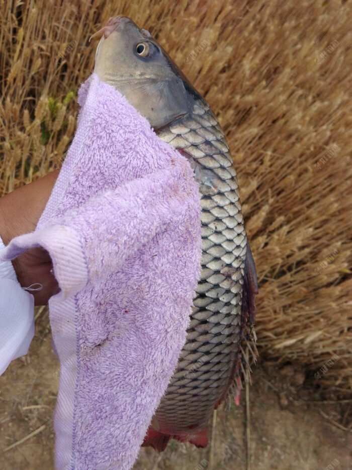 上海釣魚論壇老野窩料_上海野釣資源_上海釣魚論壇之野釣