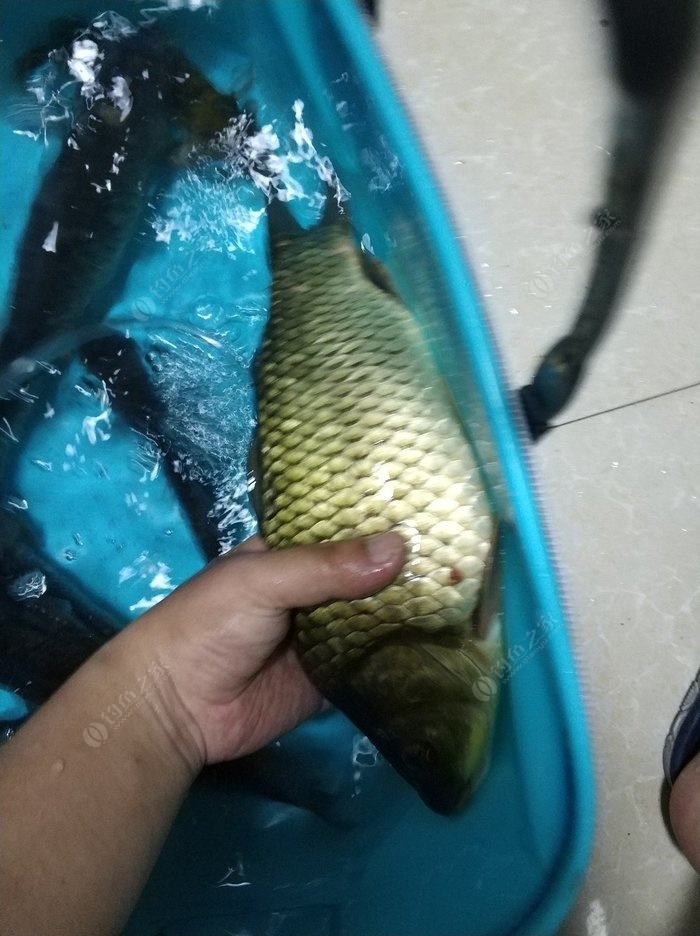 （釣魚技巧）白條魚的誘惑力會更強嗎？