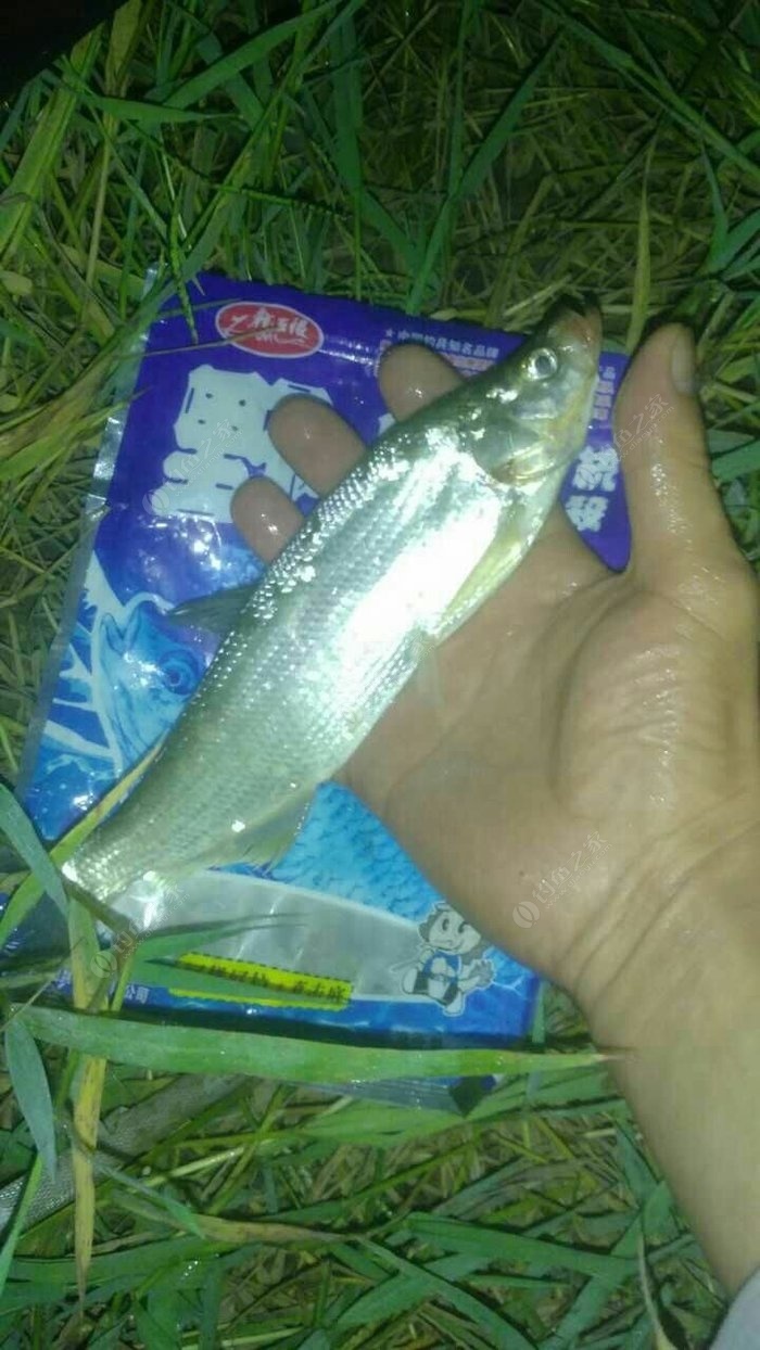餌料調成什么樣最好_魚餌料怎么調最好_釣魚調餌料