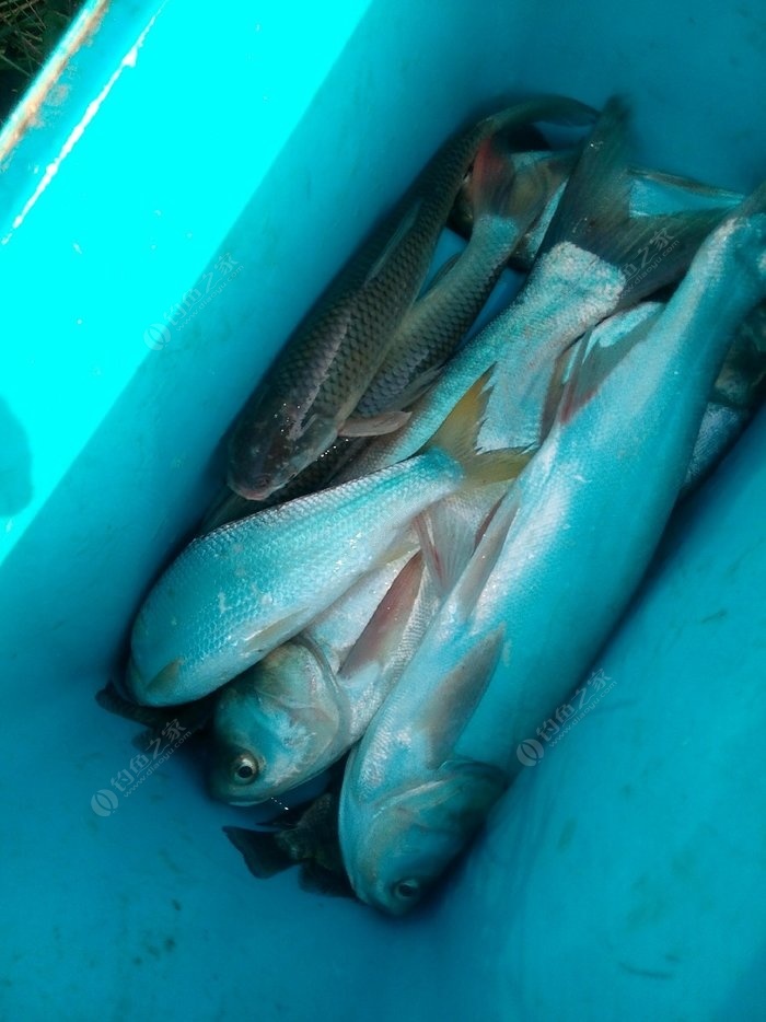 餌料調成什么樣最好_魚餌料怎么調最好_釣魚調餌料