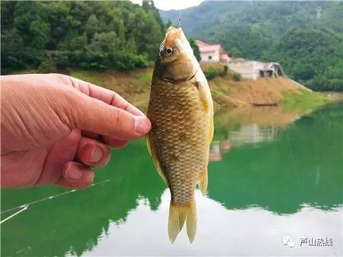 釣鰱魚調漂技巧視頻_釣鰱魚如何調漂才好_釣鰱魚好調漂嗎視頻