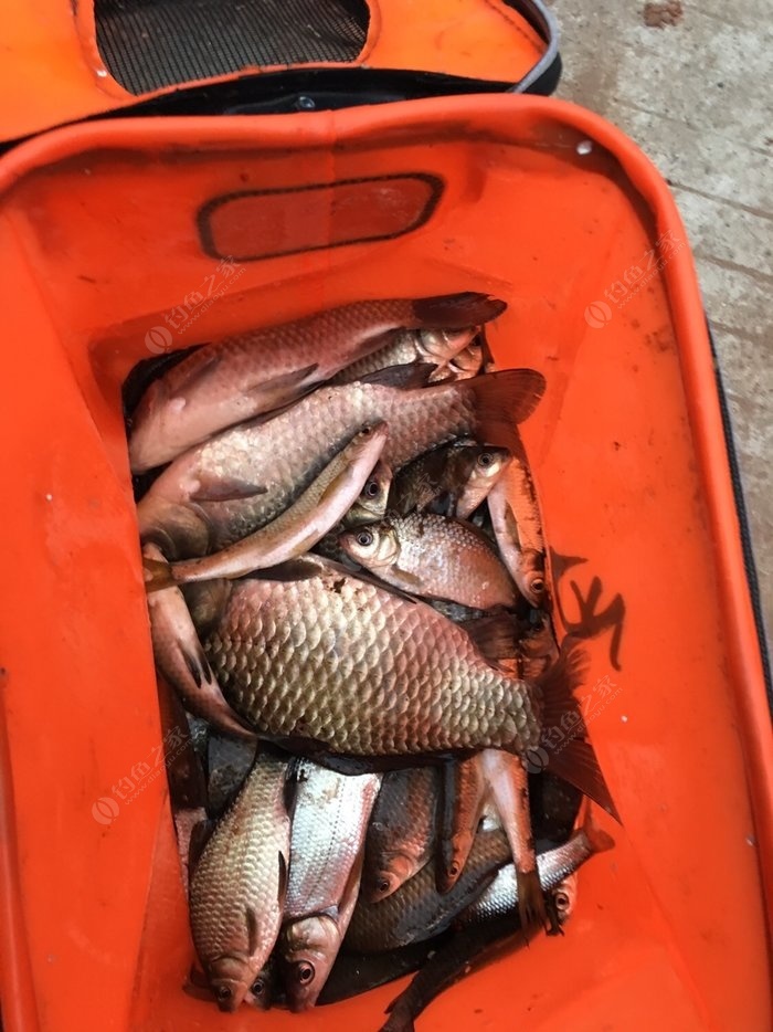 釣鰱魚如何調漂才好_釣鰱魚調漂的正確方法_釣鰱魚調漂技巧視頻
