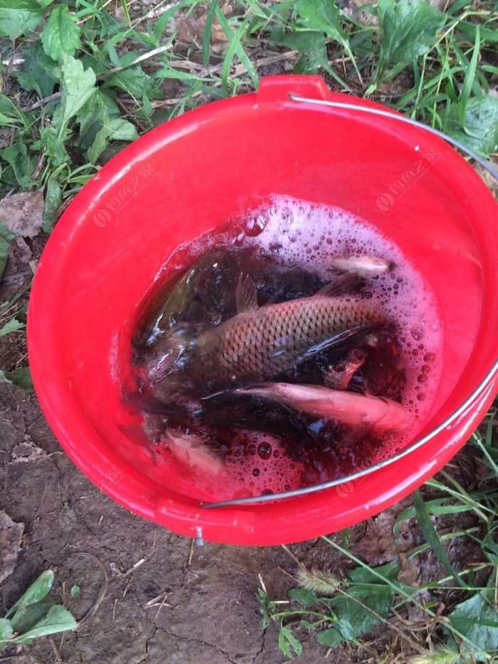 釣鰱魚如何調漂才好_釣鰱魚調漂技巧視頻_釣鰱魚調漂的正確方法