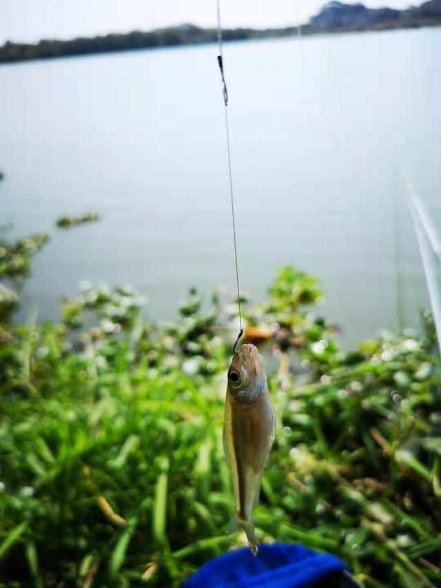 碧海釣具展小程序_碧海釣魚展_碧海釣具展2021秋季