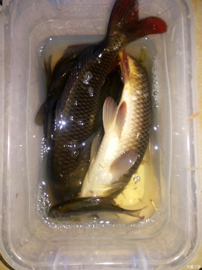 化氏釣鯉魚配方_化氏釣鯉魚餌料_化氏野釣鯉魚餌料配方大全集