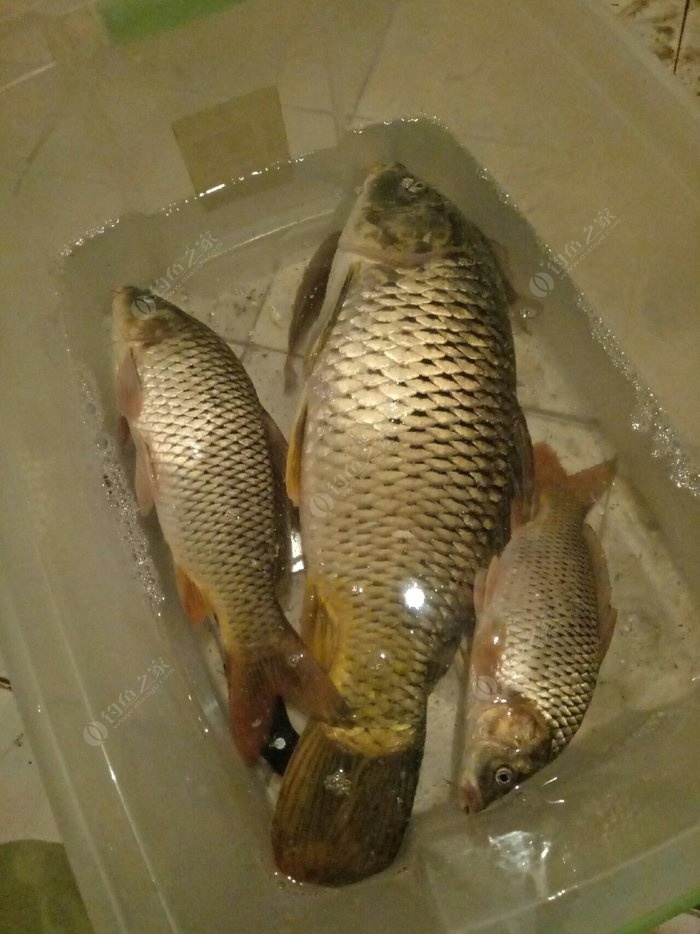 化氏釣鯉魚餌料_化氏野釣鯉魚餌料配方大全集_化氏釣鯉魚配方