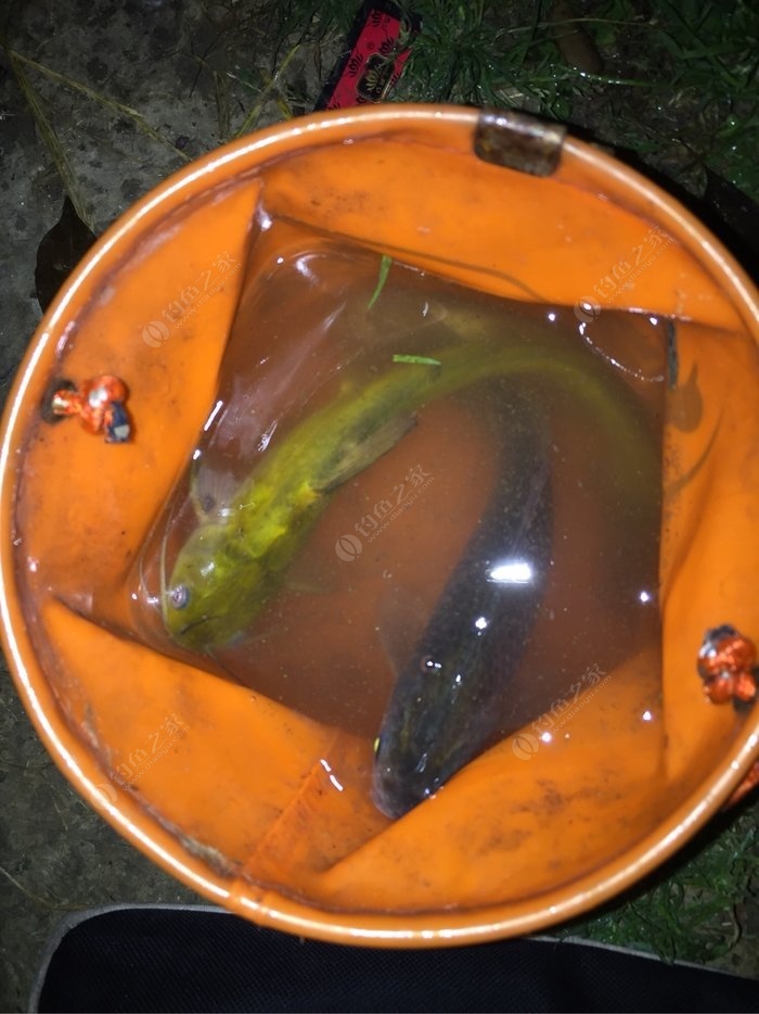 朝天鉤傳統釣鯽魚視頻_釣鯽魚朝天鉤和傳統鉤哪個好_野釣鯽魚朝天鉤選擇