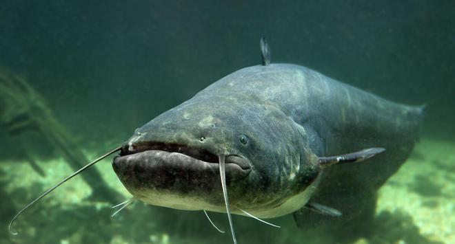野釣鯰魚什么時候合適_釣鯰魚最佳時間是什么時候_鯰魚垂釣季節