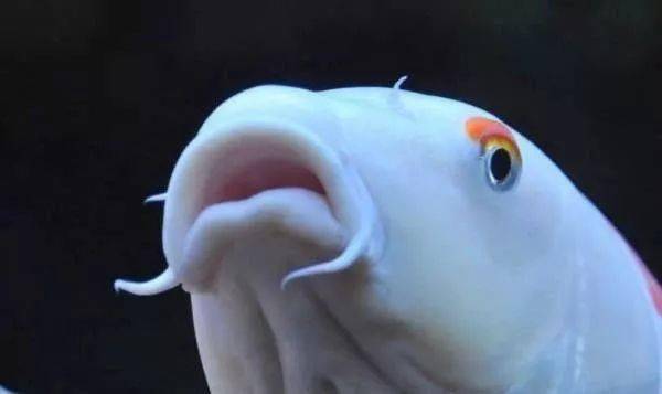 鮟鱇魚火鍋_超時空要塞女主鮟鱇魚_鮟鱇魚是什么魚