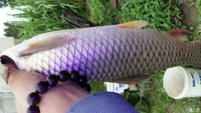 釣草魚民間絕招_怎樣釣草魚最快最有效_釣草魚用什么釣法