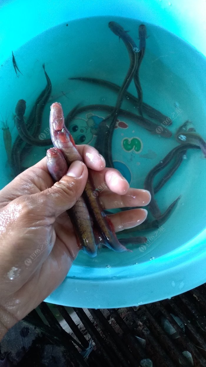 釣翹嘴紅尾用什么魚鉤_釣翹嘴紅鲌用什么餌料_釣翹嘴和紅尾哪種餌料好
