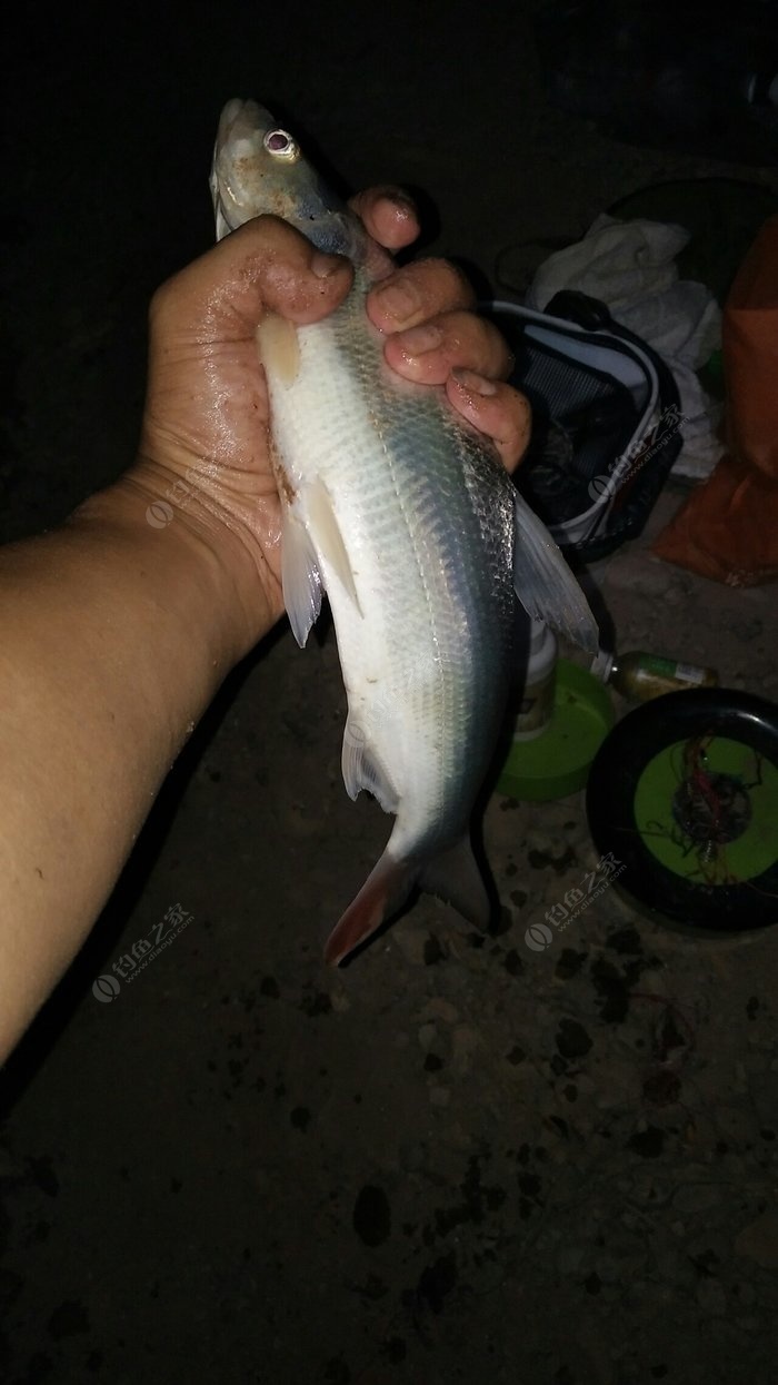 昂刺魚叫_昂刺魚的學名叫什么魚_昂魚叫名刺魚學名是什么
