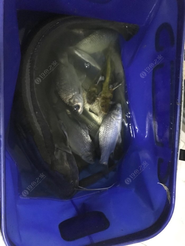 石家莊釣魚吧百度貼吧_石家莊釣魚圣地_石家莊釣魚