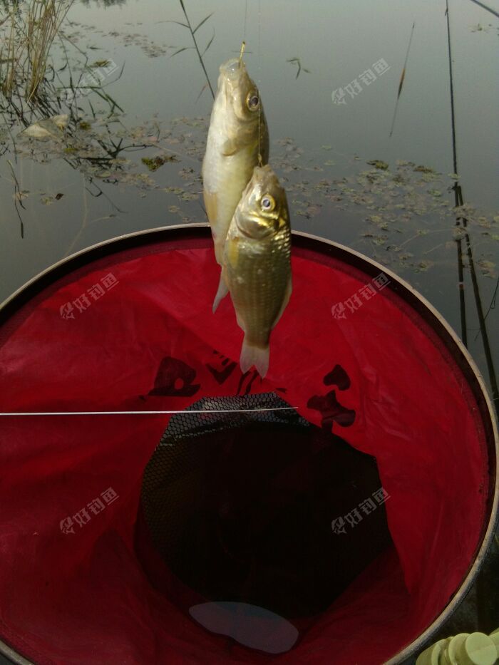 怎樣釣草魚最快最有效_釣草魚用什么方法最好_釣草魚民間絕招