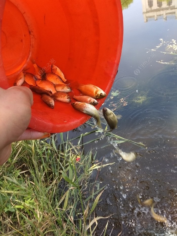 釣草魚民間絕招_怎樣釣草魚最快最有效_釣草魚用什么方法最好