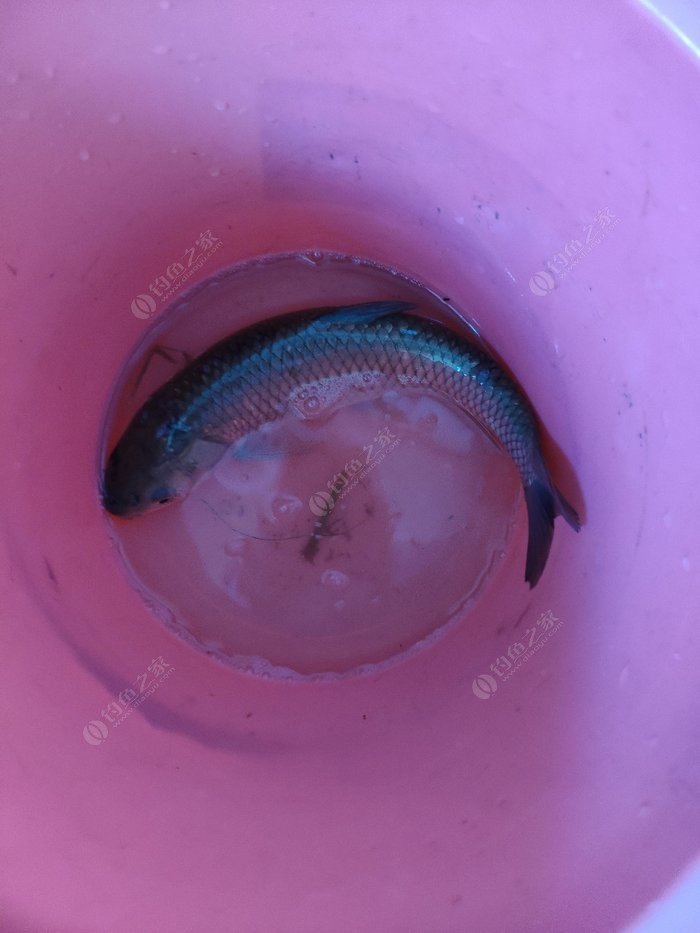 秋天草魚釣法_秋天釣草魚怎么調漂_秋天怎樣釣草魚
