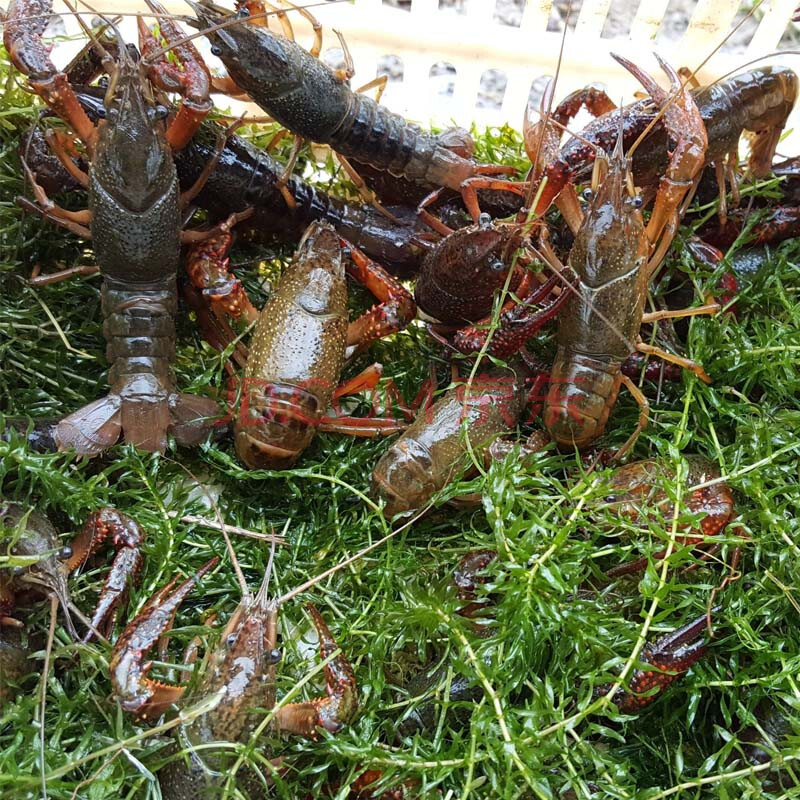 魚餌料直播間_魚餌直播提成比例_魚餌直播教程