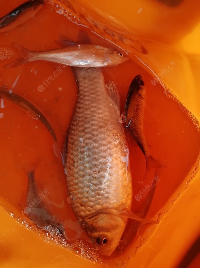 青島釣逛魚_青島釣魚網站_青島釣魚網