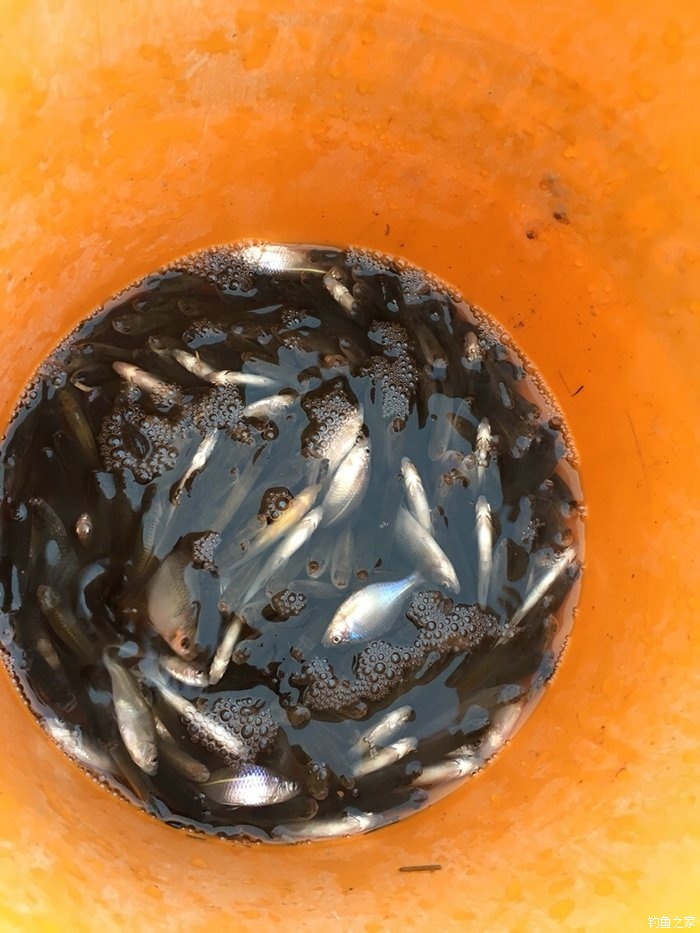 釣草魚的方法和技巧_釣草魚用多大的漂_怎樣釣草魚最快