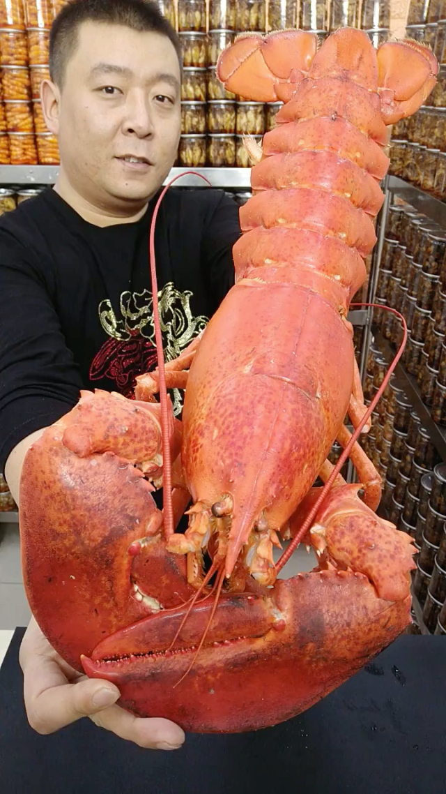 澳洲龍蝦價格_澳洲龍蝦價格多少錢一只_澳洲龍蝦價格今天市場價上海