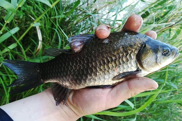 大鵬帶你去黑坑17_大鵬帶你去釣魚_大鵬帶你去黑坑