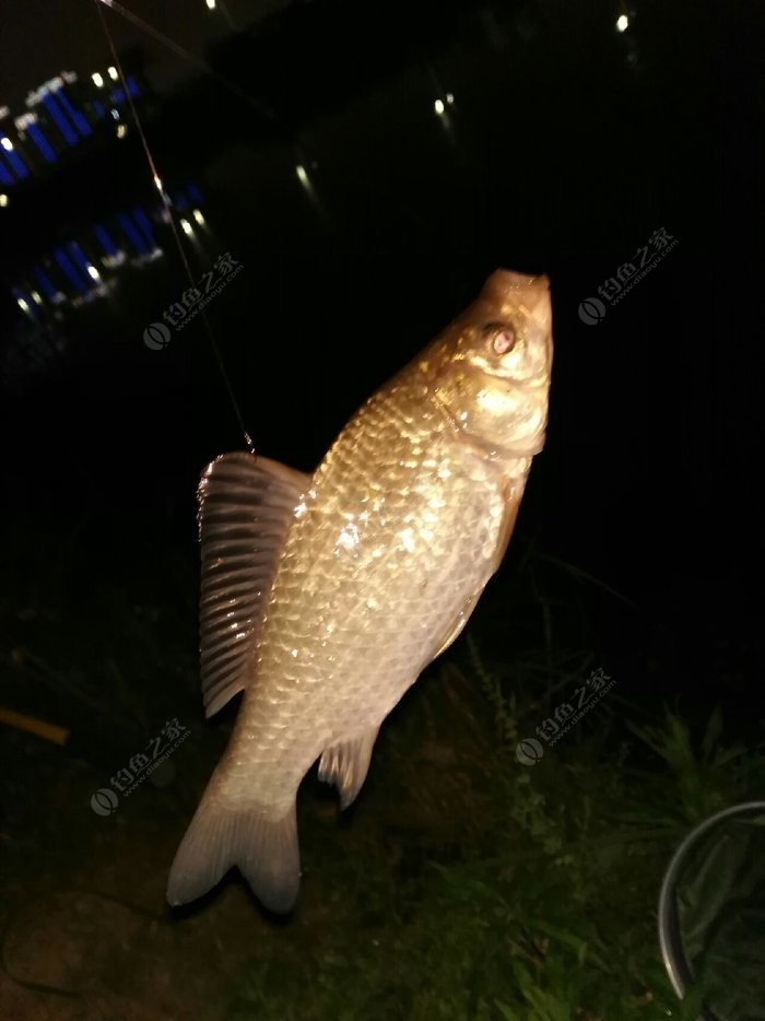 大鵬帶你去黑坑17_大鵬帶你去釣魚_大鵬帶你去黑坑