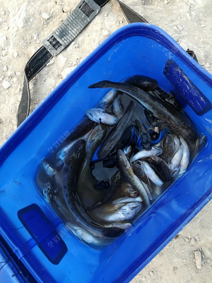 魚鉤掛餌技巧_掛鉤餌料效果好嗎_海釣魚餌掛鉤圖片