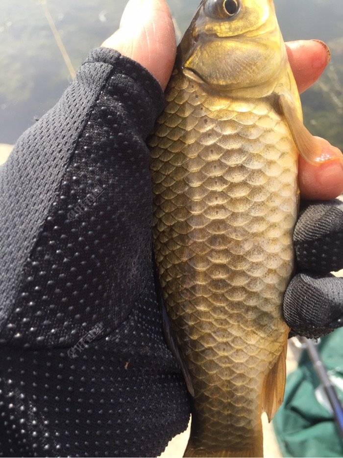 草魚釣魚技巧_草魚釣法技巧_草魚如何釣法