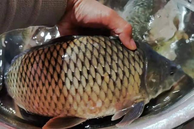 草魚釣法技巧_草魚釣魚技巧_草魚如何釣法
