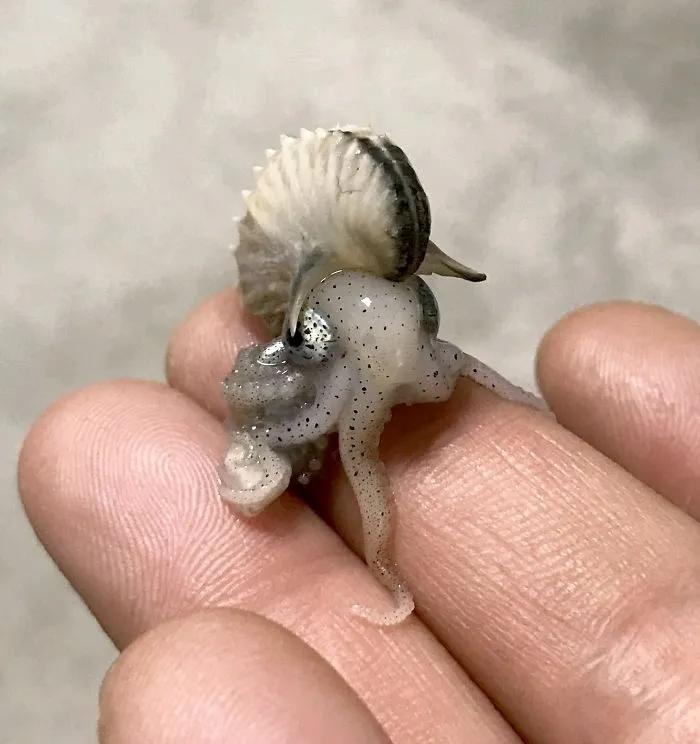 世界上體型最大的海龜是什么鬼_海龜是世界上最大的龜嗎_海龜體積較大的是