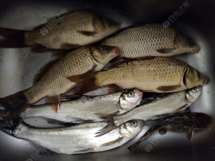 釣草魚技巧視頻_釣草魚技巧全攻略_怎樣釣草魚技巧