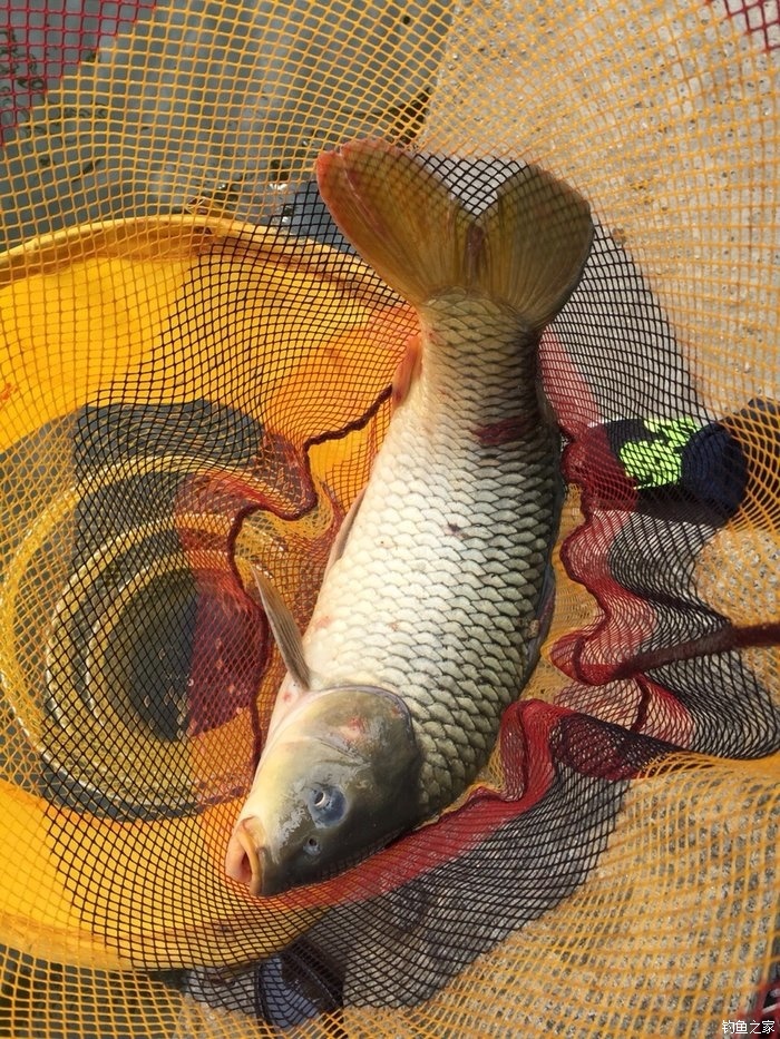 怎樣釣草魚技巧_釣草魚技巧全攻略_釣草魚技巧視頻