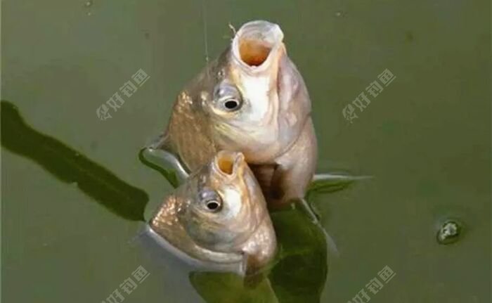 袖鉤對應魚大小_袖鉤優缺點尺寸表適合釣什么魚_袖鉤釣多大魚