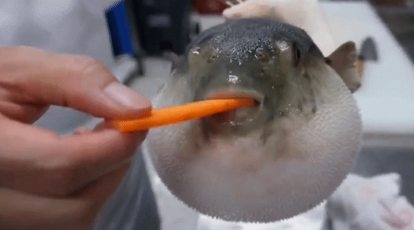 死水養的魚能吃嗎_十大養不死的淡水魚_死水養魚好還是活水養好