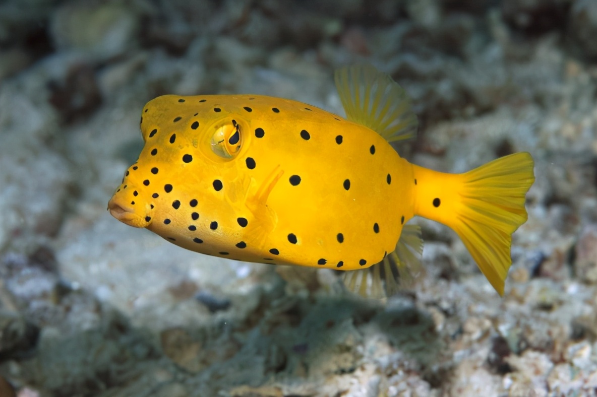 死水養的魚能吃嗎_死水養魚好還是活水養好_十大養不死的淡水魚