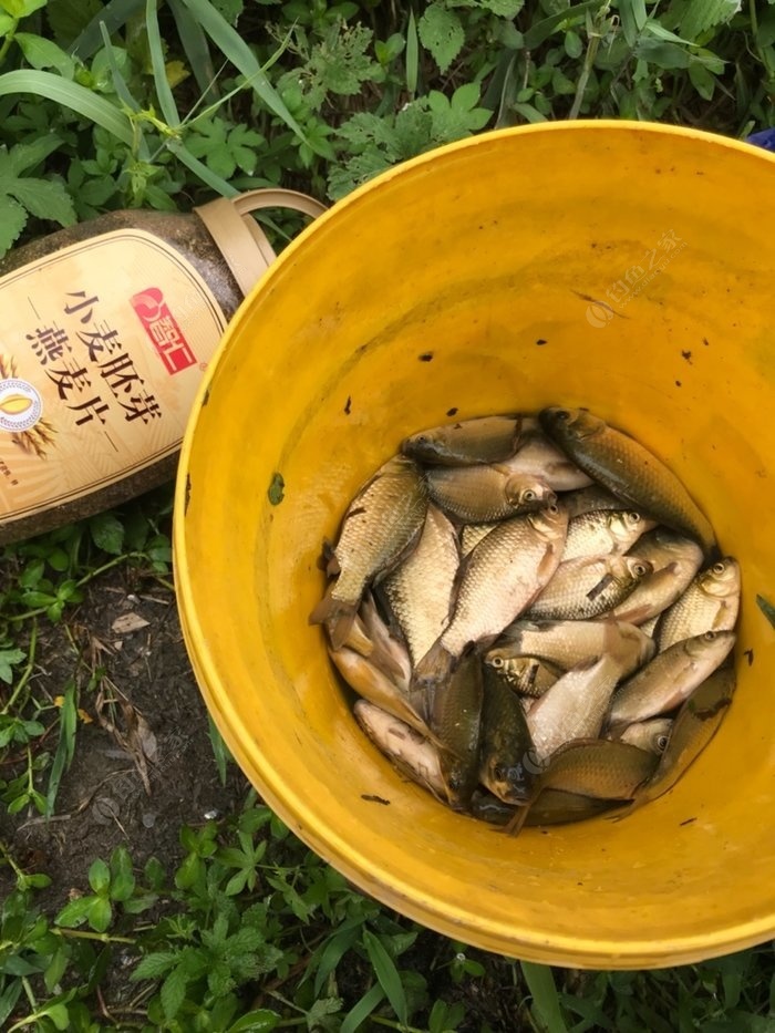 草魚釣魚技巧_草魚釣法技巧野釣_草魚如何釣法