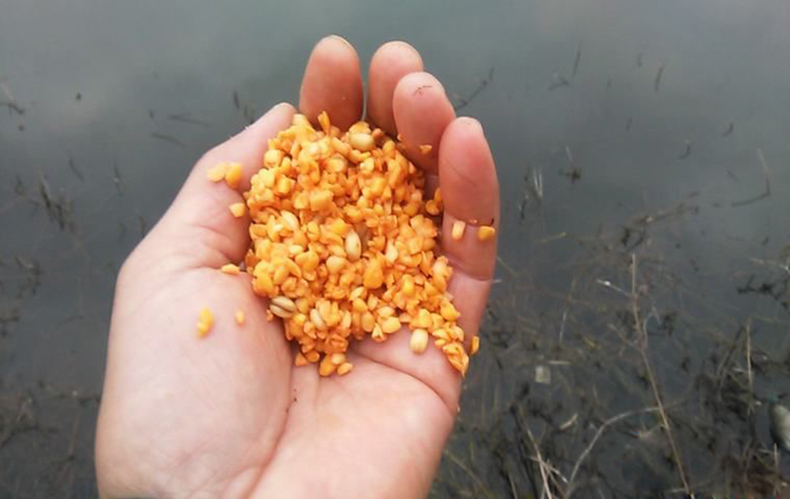 草魚釣魚技巧_草魚如何釣法_草魚釣法技巧野釣
