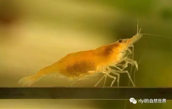金苔鼠魚是什么魚_苔魚金鼠魚是淡水魚嗎_苔魚金鼠魚是海魚嗎