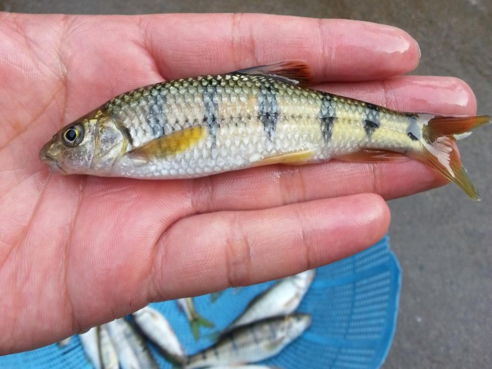 魚鉤大小是怎么分號的_魚鉤的大小號_魚鉤大小號怎么分