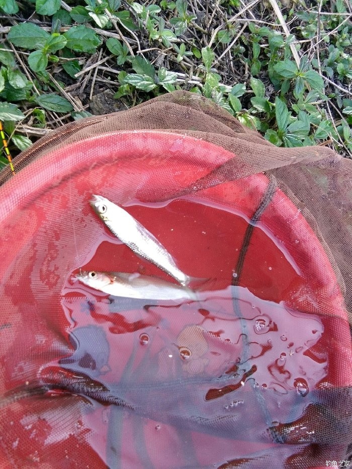 釣餌假魚好用翹嘴嗎_釣餌假魚好用翹嘴餌料嗎_釣翹嘴魚用什么假餌最好