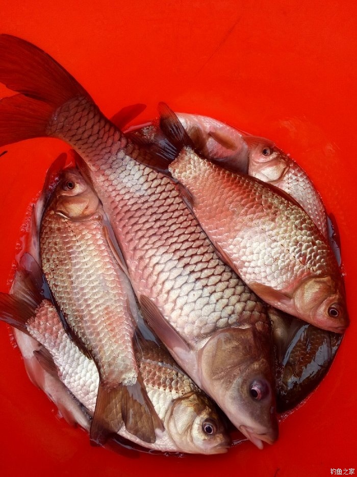 釣鯉魚餌料配方 釣鯉魚用什么餌料最好_釣鯉魚餌料配方好用的有哪些_15種釣鯉魚餌料絕密配方