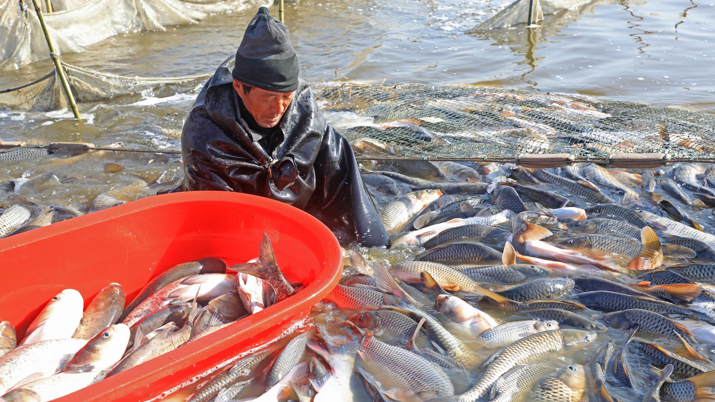 世界十大食人魚_搜索食人魚_播放食人魚世界