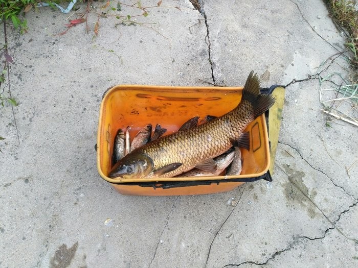 秋季草魚釣法圖解_秋季草魚釣法_秋季釣草魚的四種釣法
