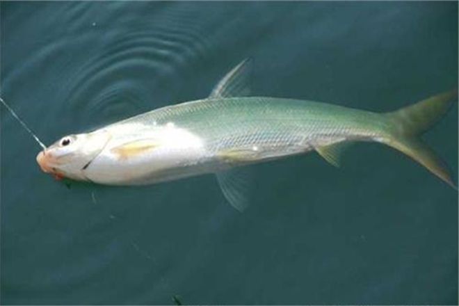 釣籠蝦餌有效用什么餌料_釣蝦籠用什么餌最有效_釣蝦籠怎么用