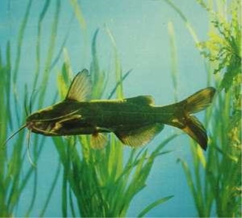 釣蝦籠怎么用_釣蝦籠用什么餌最有效_釣籠蝦餌有效用什么餌料