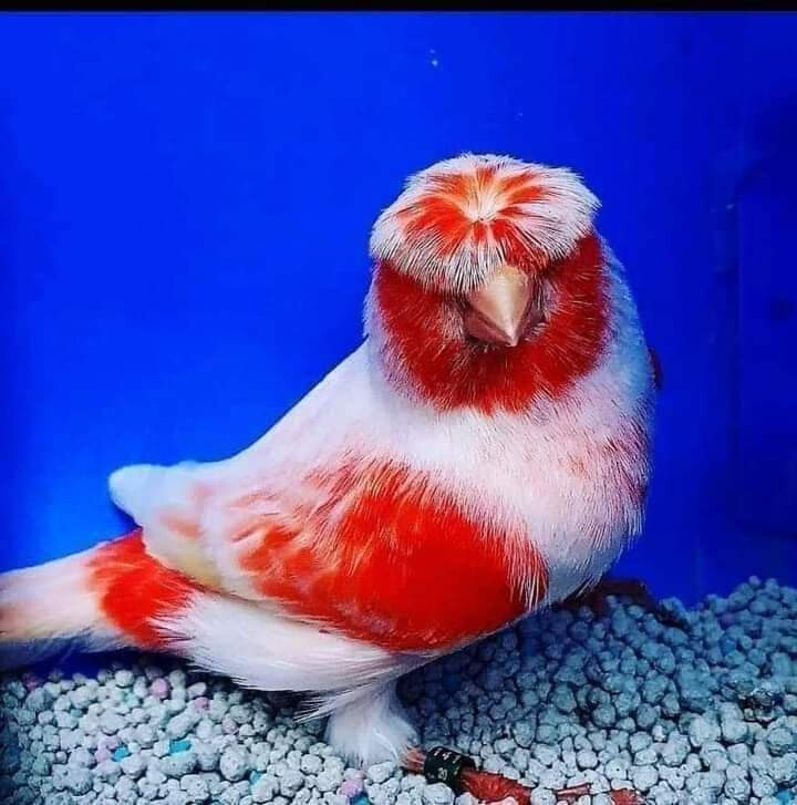 金線鲃是什么魚_金線魚釣法_什么是金線魚