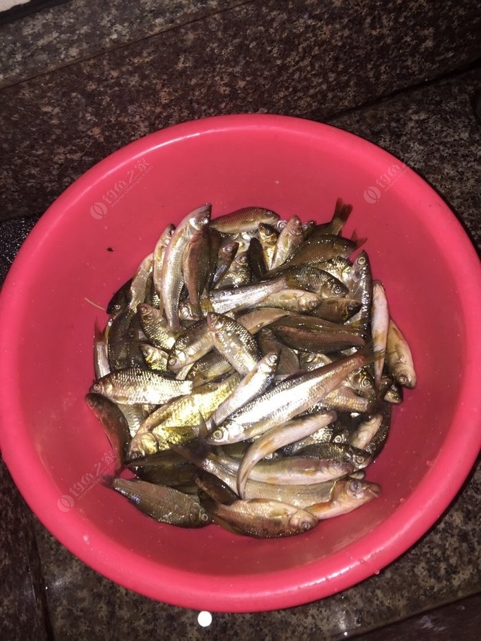 水庫釣魚餌料_釣魚水庫餌料配方_釣魚水庫餌料有哪些